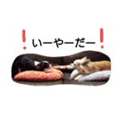 Dog's Stickers（個別スタンプ：36）
