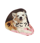 Dog's Stickers（個別スタンプ：37）