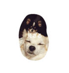 Dog's Stickers（個別スタンプ：38）
