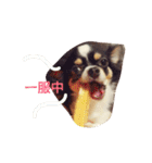 Dog's Stickers（個別スタンプ：39）