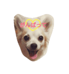 Dog's Stickers（個別スタンプ：40）