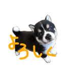 黒豆柴 りく（個別スタンプ：1）