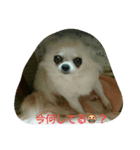pretty6（個別スタンプ：8）
