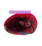 CATS  sora（個別スタンプ：1）