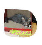 CATS  sora（個別スタンプ：4）