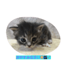 CATS  sora（個別スタンプ：5）