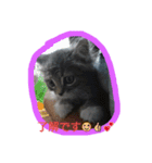 CATS  sora（個別スタンプ：6）