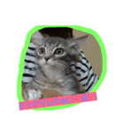 CATS  sora（個別スタンプ：7）
