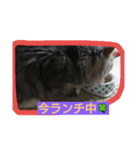 CATS  sora（個別スタンプ：8）