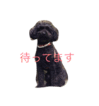 私とモコ1（個別スタンプ：15）