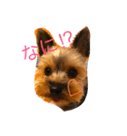 優男キャップと爆裂コロア（個別スタンプ：2）