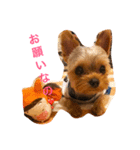 優男キャップと爆裂コロア（個別スタンプ：3）