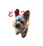 優男キャップと爆裂コロア（個別スタンプ：4）