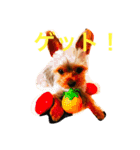 優男キャップと爆裂コロア（個別スタンプ：7）