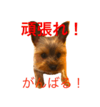 優男キャップと爆裂コロア（個別スタンプ：8）