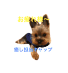 優男キャップと爆裂コロア（個別スタンプ：10）