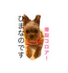 優男キャップと爆裂コロア（個別スタンプ：12）