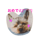 優男キャップと爆裂コロア（個別スタンプ：14）