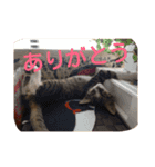 愛想なしのねこ(6)（個別スタンプ：3）