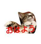 愛想なしのねこ(6)（個別スタンプ：6）