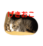 愛想なしのねこ(6)（個別スタンプ：15）