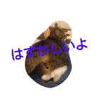 愛想なしのねこ(6)（個別スタンプ：21）