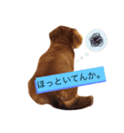 関西弁のまろんさん（個別スタンプ：11）