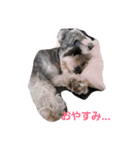 シュナウザーのTotoとSara（個別スタンプ：3）