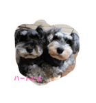 シュナウザーのTotoとSara（個別スタンプ：7）