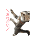 jijibibi3（個別スタンプ：15）