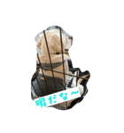 作（個別スタンプ：7）