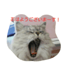 私得・うちの猫(チンチラシルバー)（個別スタンプ：1）