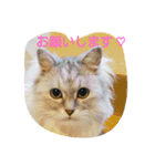 私得・うちの猫(チンチラシルバー)（個別スタンプ：3）
