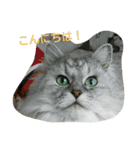 私得・うちの猫(チンチラシルバー)（個別スタンプ：4）