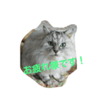 私得・うちの猫(チンチラシルバー)（個別スタンプ：5）