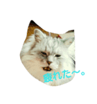 私得・うちの猫(チンチラシルバー)（個別スタンプ：6）