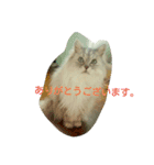 私得・うちの猫(チンチラシルバー)（個別スタンプ：7）