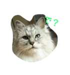 私得・うちの猫(チンチラシルバー)（個別スタンプ：9）