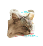 私得・うちの猫(チンチラシルバー)（個別スタンプ：11）