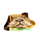 私得・うちの猫(チンチラシルバー)（個別スタンプ：12）