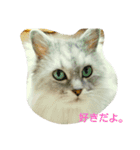 私得・うちの猫(チンチラシルバー)（個別スタンプ：13）
