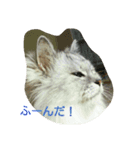 私得・うちの猫(チンチラシルバー)（個別スタンプ：14）