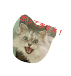 私得・うちの猫(チンチラシルバー)（個別スタンプ：16）
