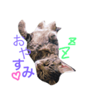 どぽきゃっと（個別スタンプ：1）