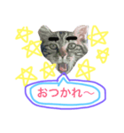 どぽきゃっと（個別スタンプ：3）