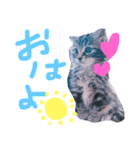 どぽきゃっと（個別スタンプ：4）