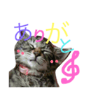 どぽきゃっと（個別スタンプ：5）