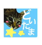 どぽきゃっと（個別スタンプ：6）