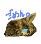 どぽきゃっと（個別スタンプ：8）