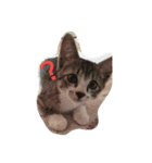 zorochannosyasinstamp（個別スタンプ：3）